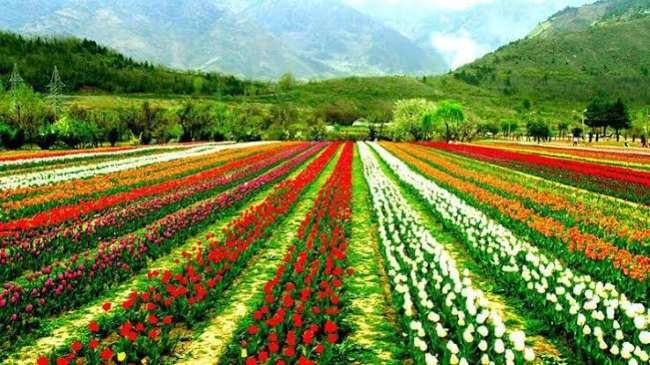 Cheapest Kashmir tour package from Mumbai - budget houseboat on Dal Lake