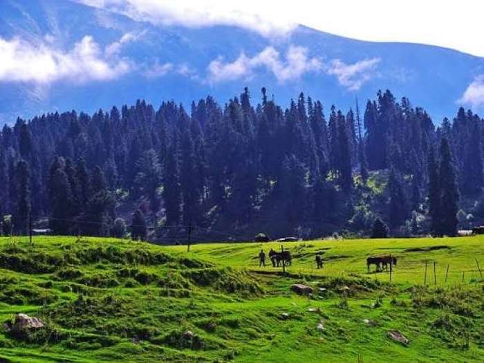 Kashmir tour package 3 nights 4 days - Dal Lake shikara and Gulmarg meadows